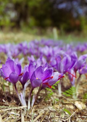 saffron-2824330_1280