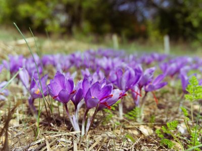 saffron-2824330_1280